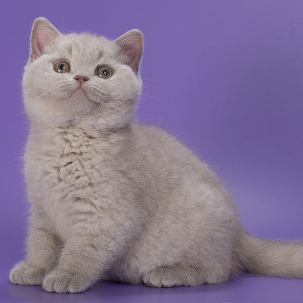 Nimbus British Shorthair male, lilac