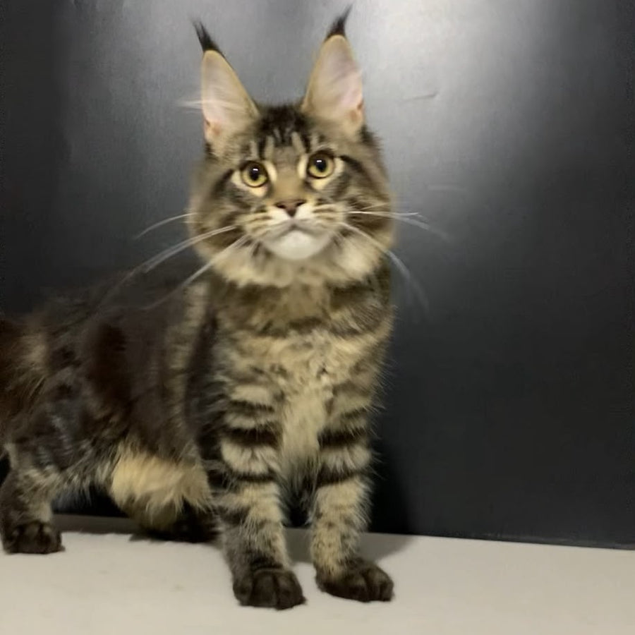 Tropicana Maine Coon female, black tabby