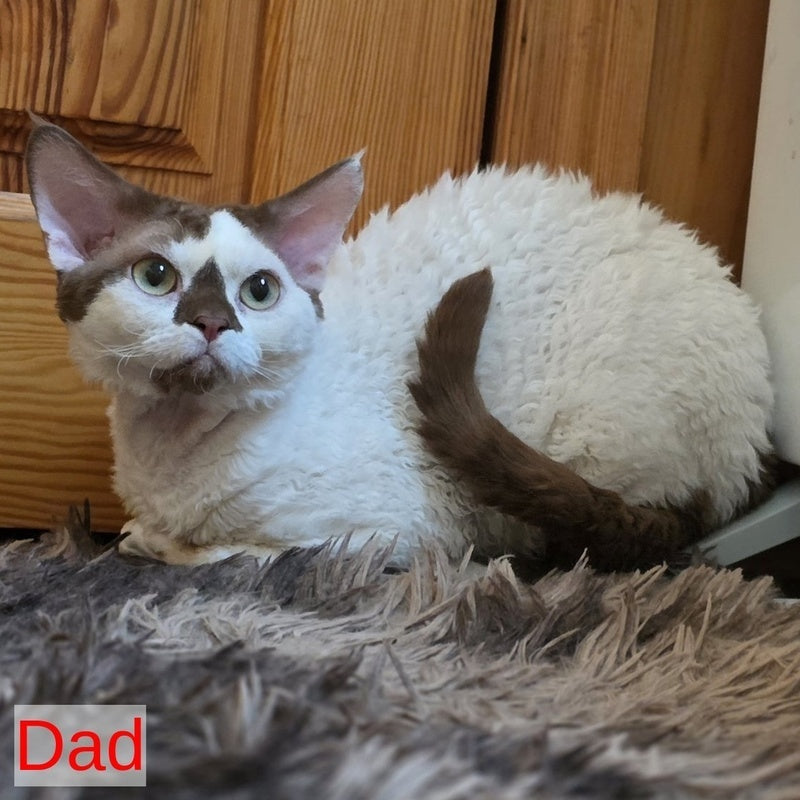 Alex Devon Rex male, red harlequin