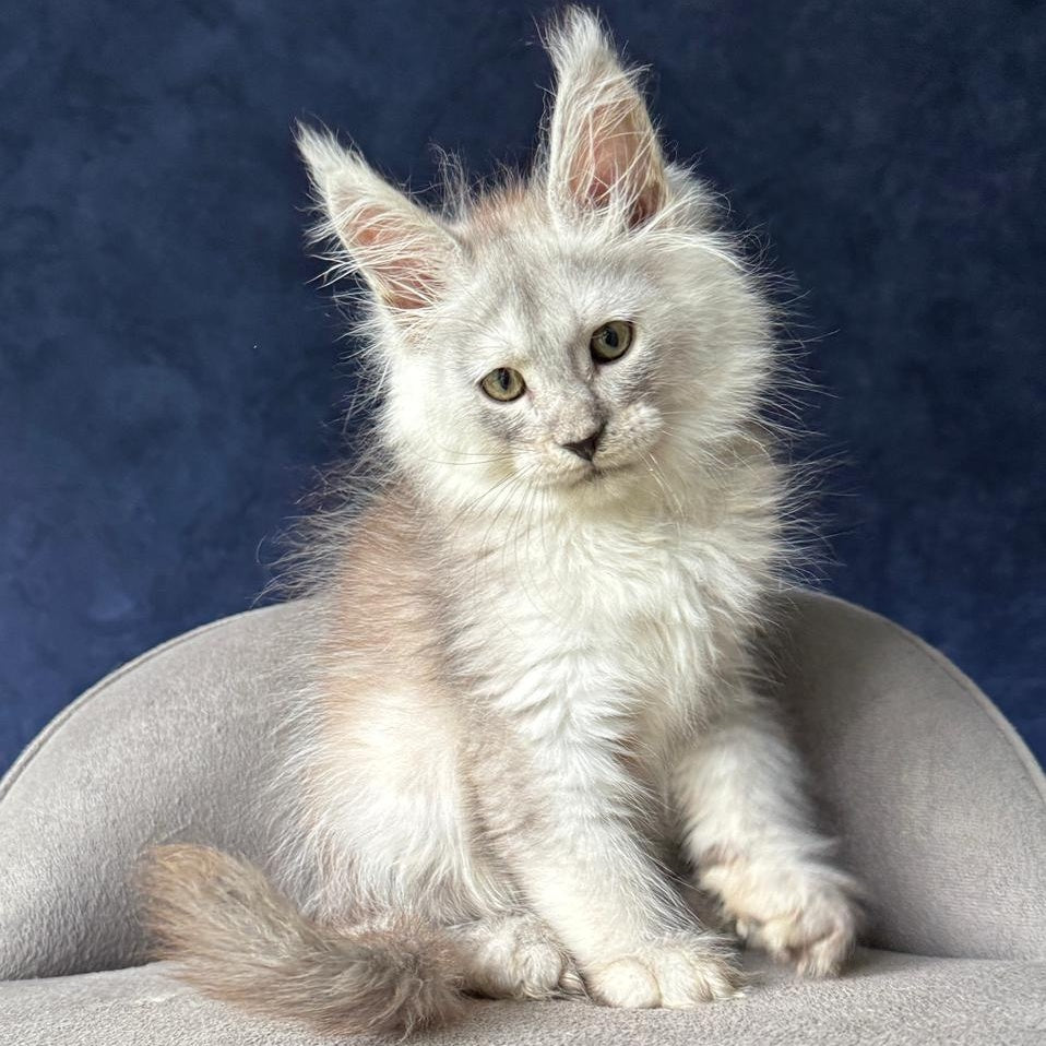 Yeller Maine Coon male, black silver