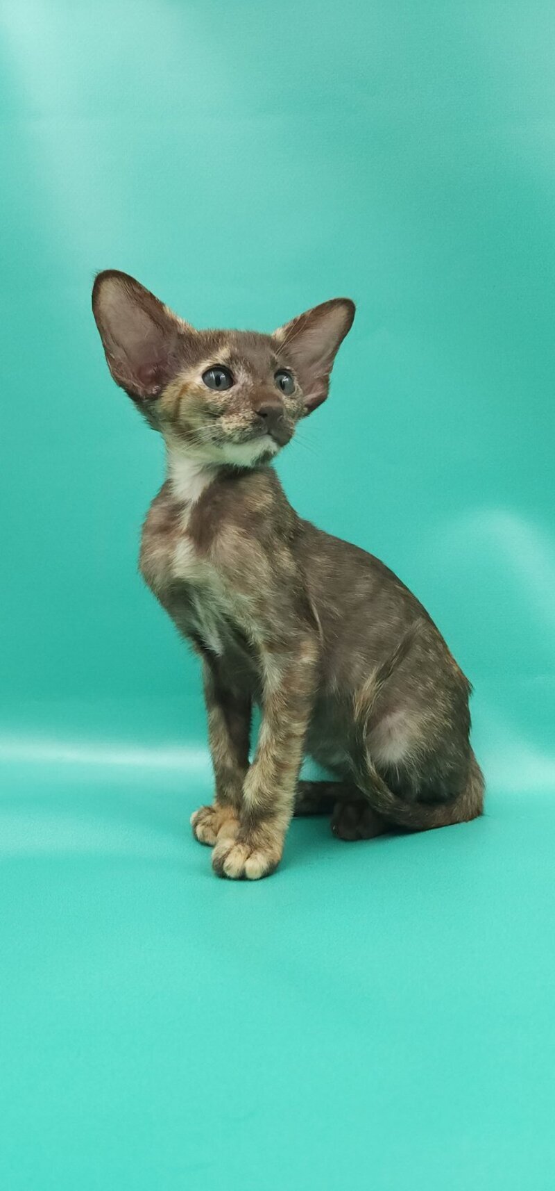 Sayuri Oriental Shorthair female, chocolate tortie