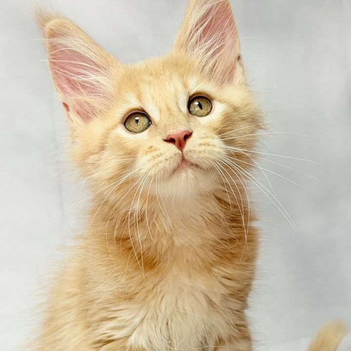 Lyndon Maine Coon polydactyl 5x5x6x6 male, cream silver tabby