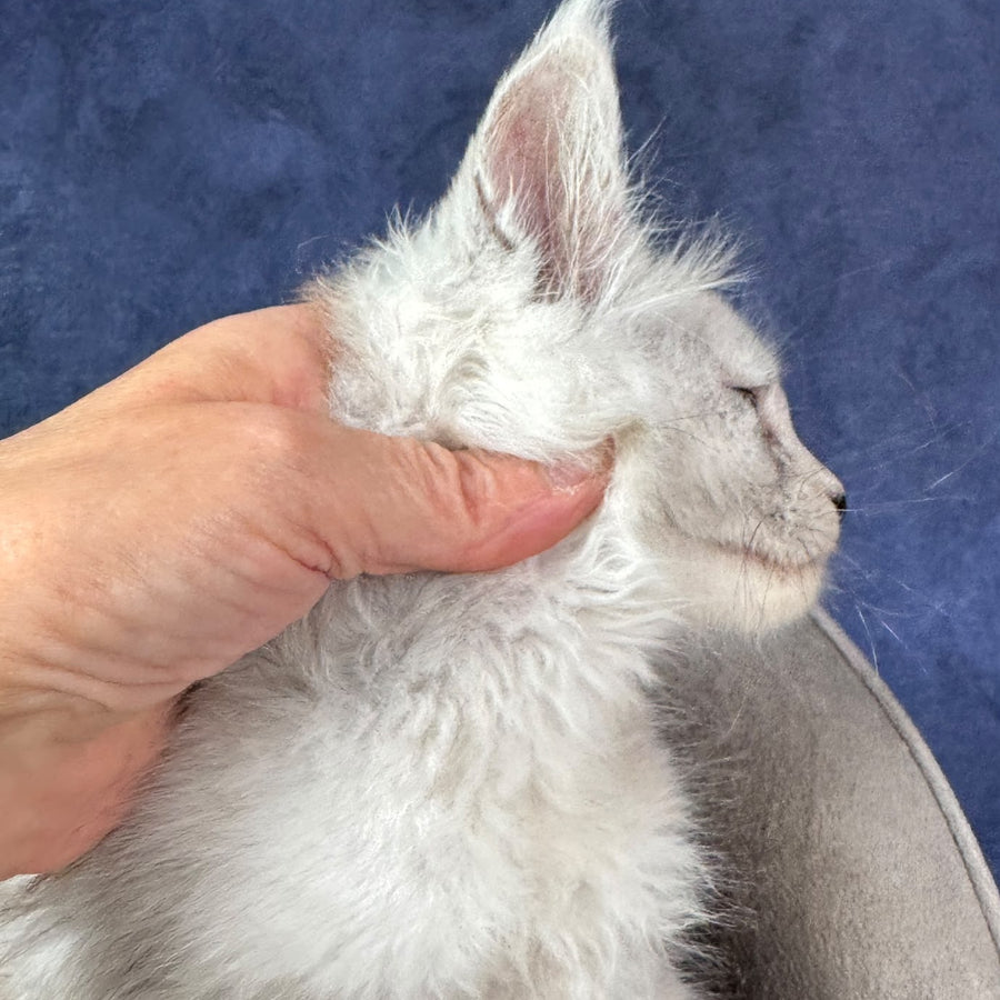 Tahiti Maine Coon female, black tortie silver spotted tabby