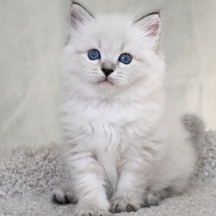 Kim Siberian male, black tabby pointed