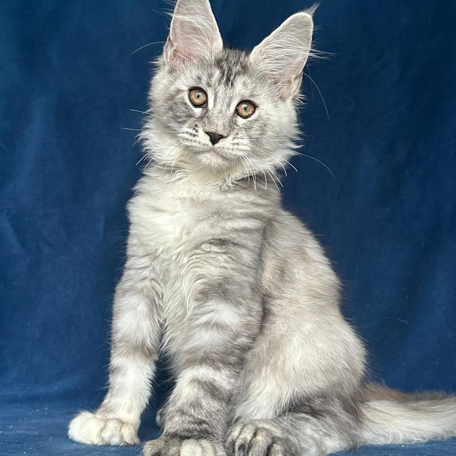 Liya Maine Coon polydactyl 6x6x6x6 female, black tortie silver ticked tabby