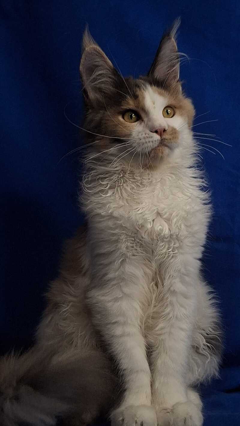 Ingrid Maine Coon female, black tortie silver tabby bicolour