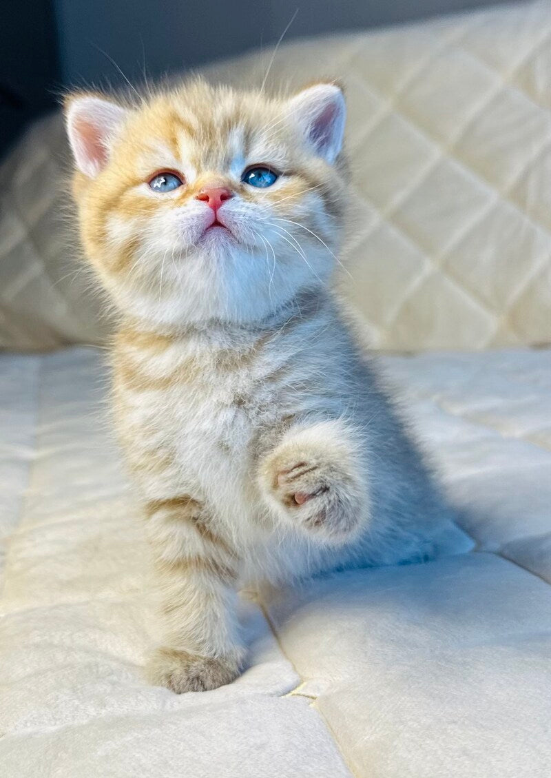 Evelyn British Shorthair female, cinnamon golden spotted tabby