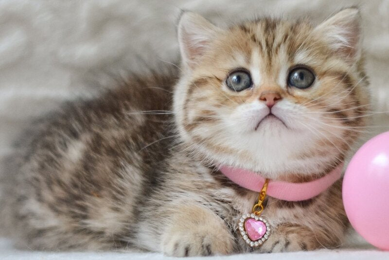 Eliana Munchkin female, black golden tabby