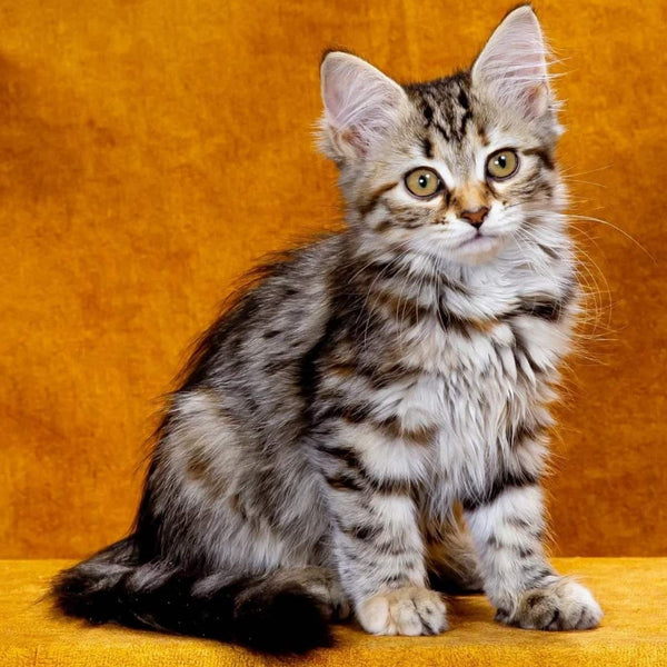 Zannet Siberian female, black tortie spotted tabby