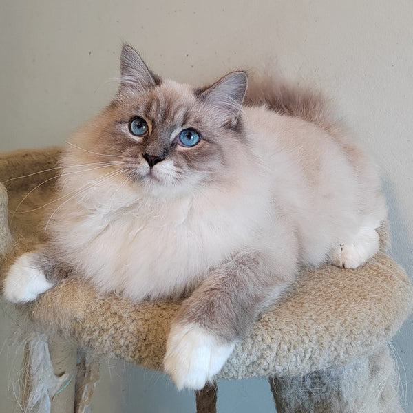 Konan Siberian male, blue tabby pointed with white