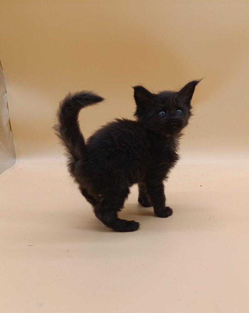 Iris Maine Coon female black silver live animals