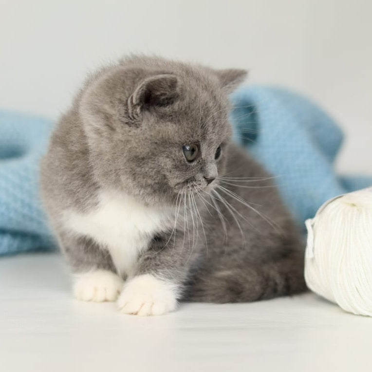 Petra British Shorthair female, blue bicolour