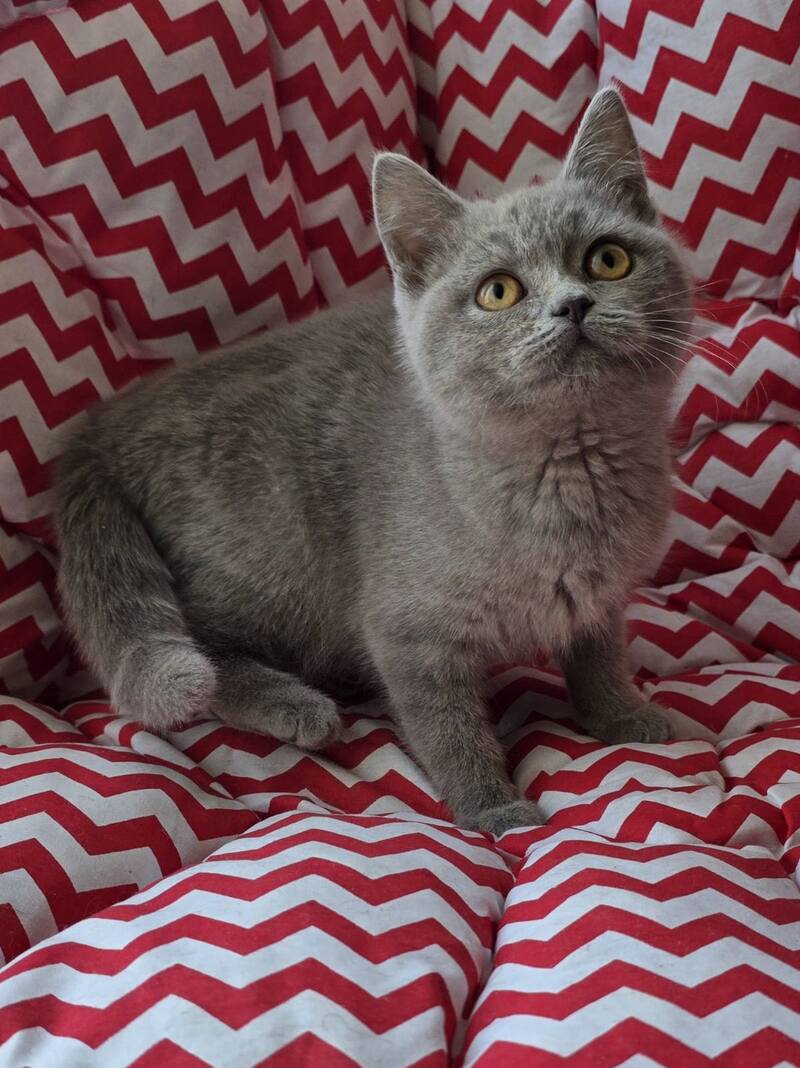 Selena British Shorthair female lilac - live animals