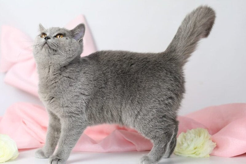 Miranda British Shorthair female blue - live animals