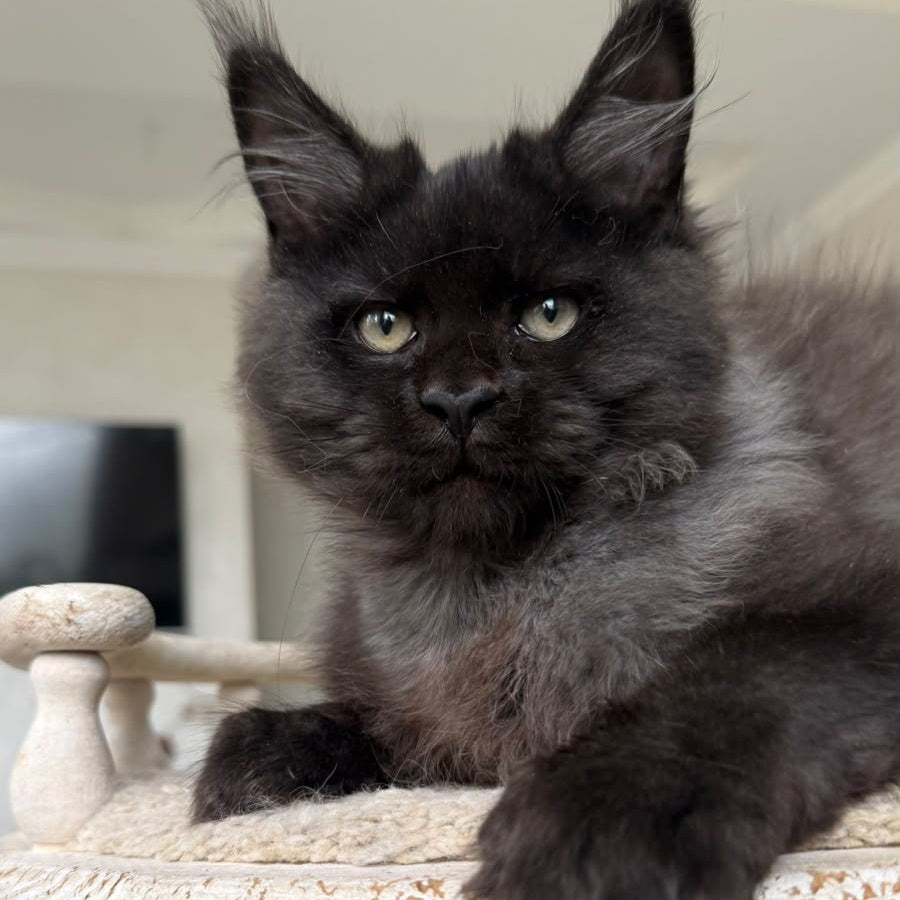 Tibet Maine Coon male, black silver