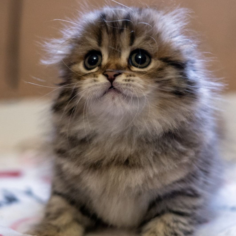Lusya Scottish Fold female, black spotted tabby