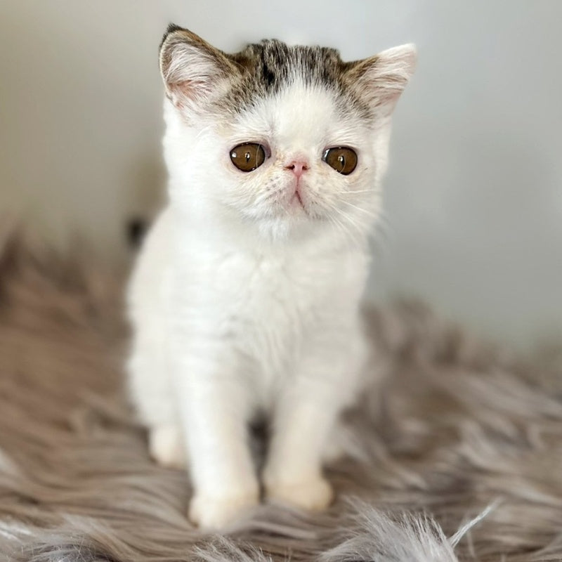 Amour Exotic female, black spotted tabby van