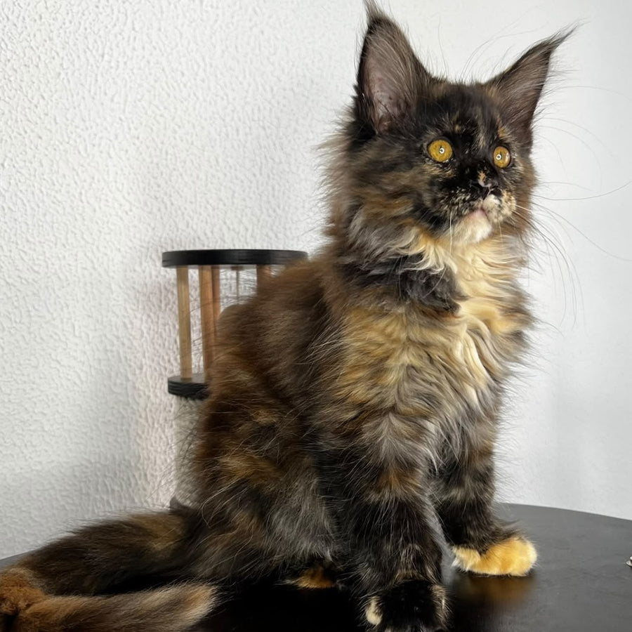 Barcelona Maine Coon female, black tortie