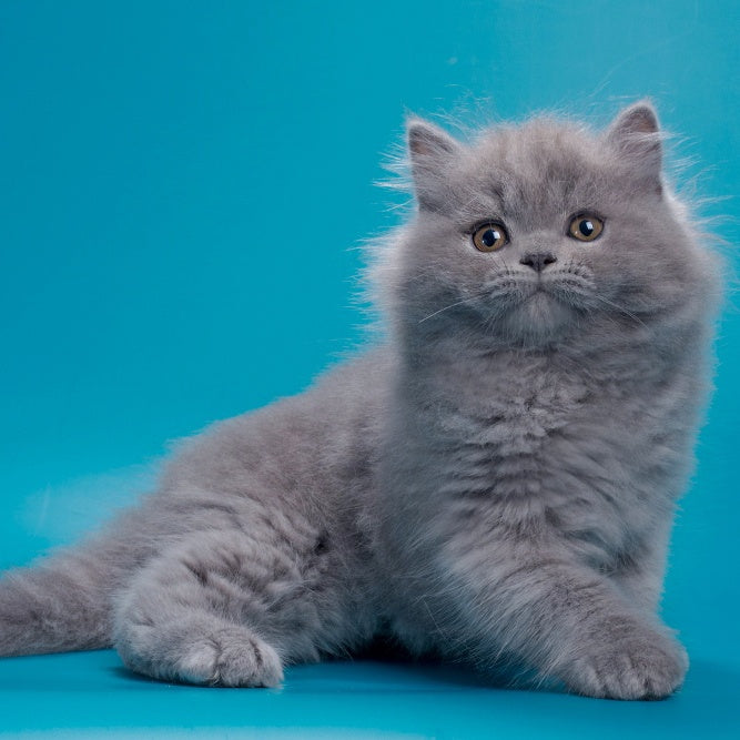 Ricky British Longhair male, blue
