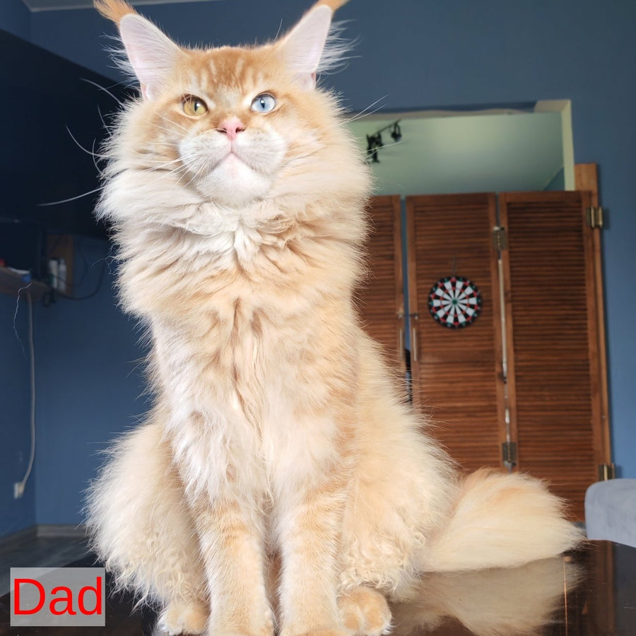 Sara Maine Coon polydactyl 7x7x6x6 female, black tortie spotted tabby