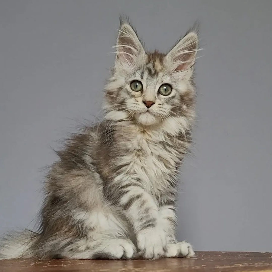 Hizar Maine Coon female, black tortie silver tabby