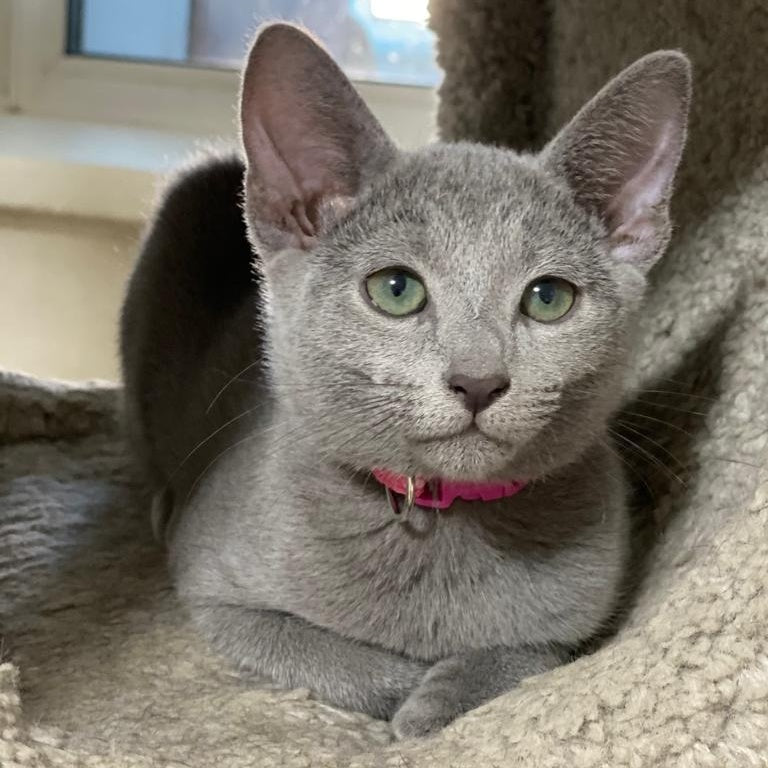 Flori Russian Blue female, blue
