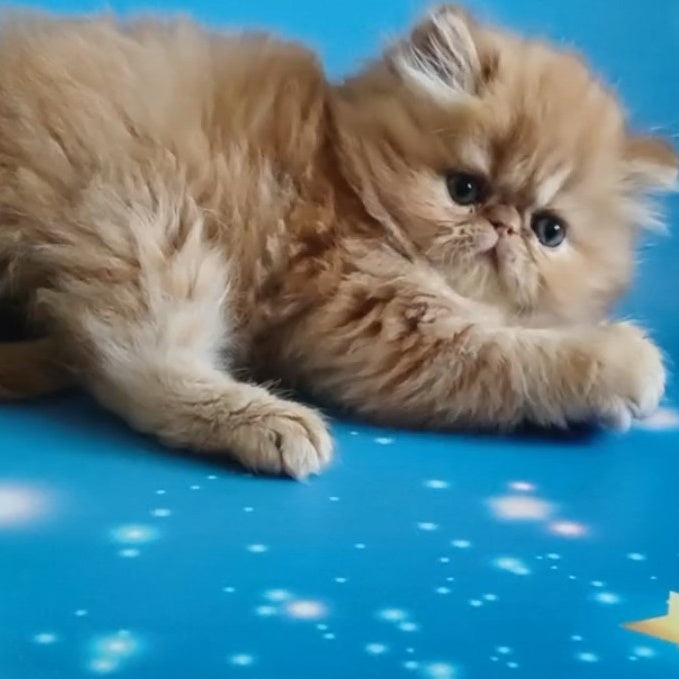 Sonata Persian female, red tabby