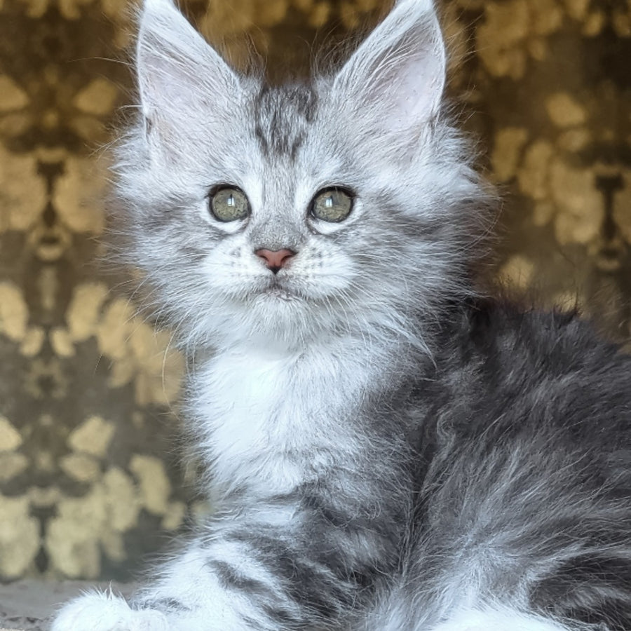 Inneta Maine Coon female, black silver tabby with white