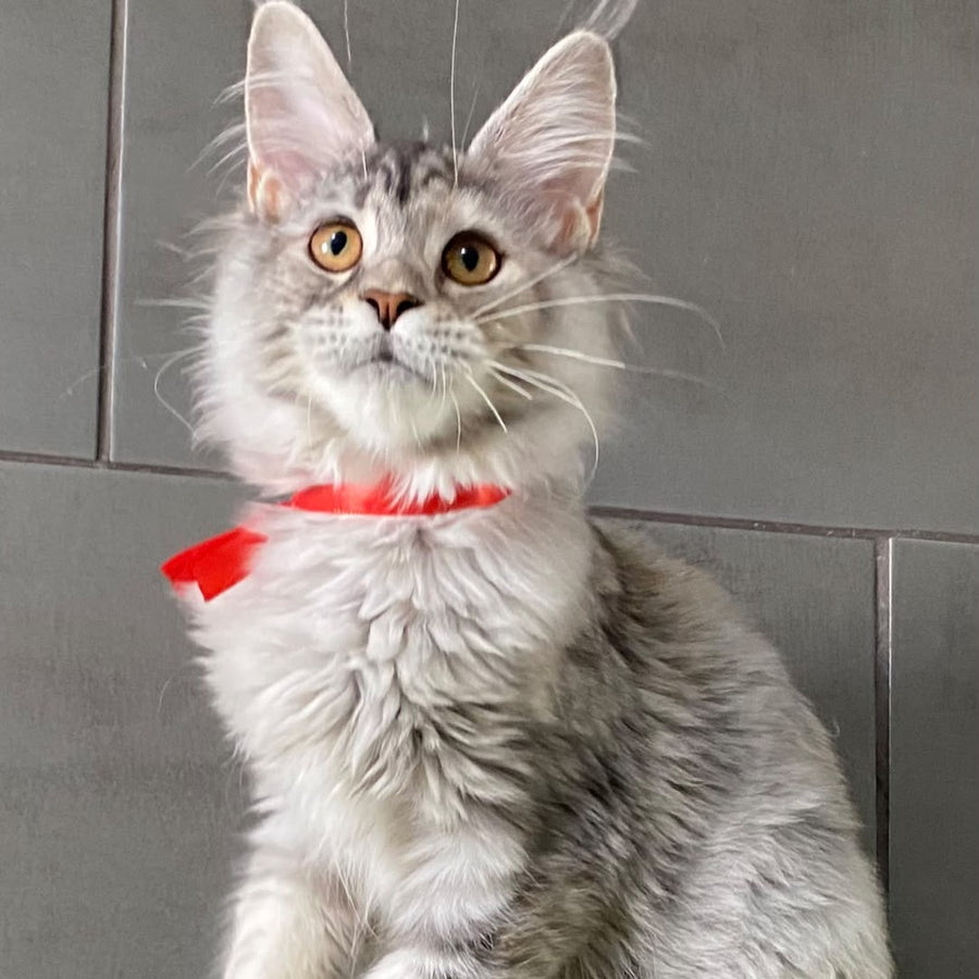 Western Dream Maine Coon female, black tortie silver tabby