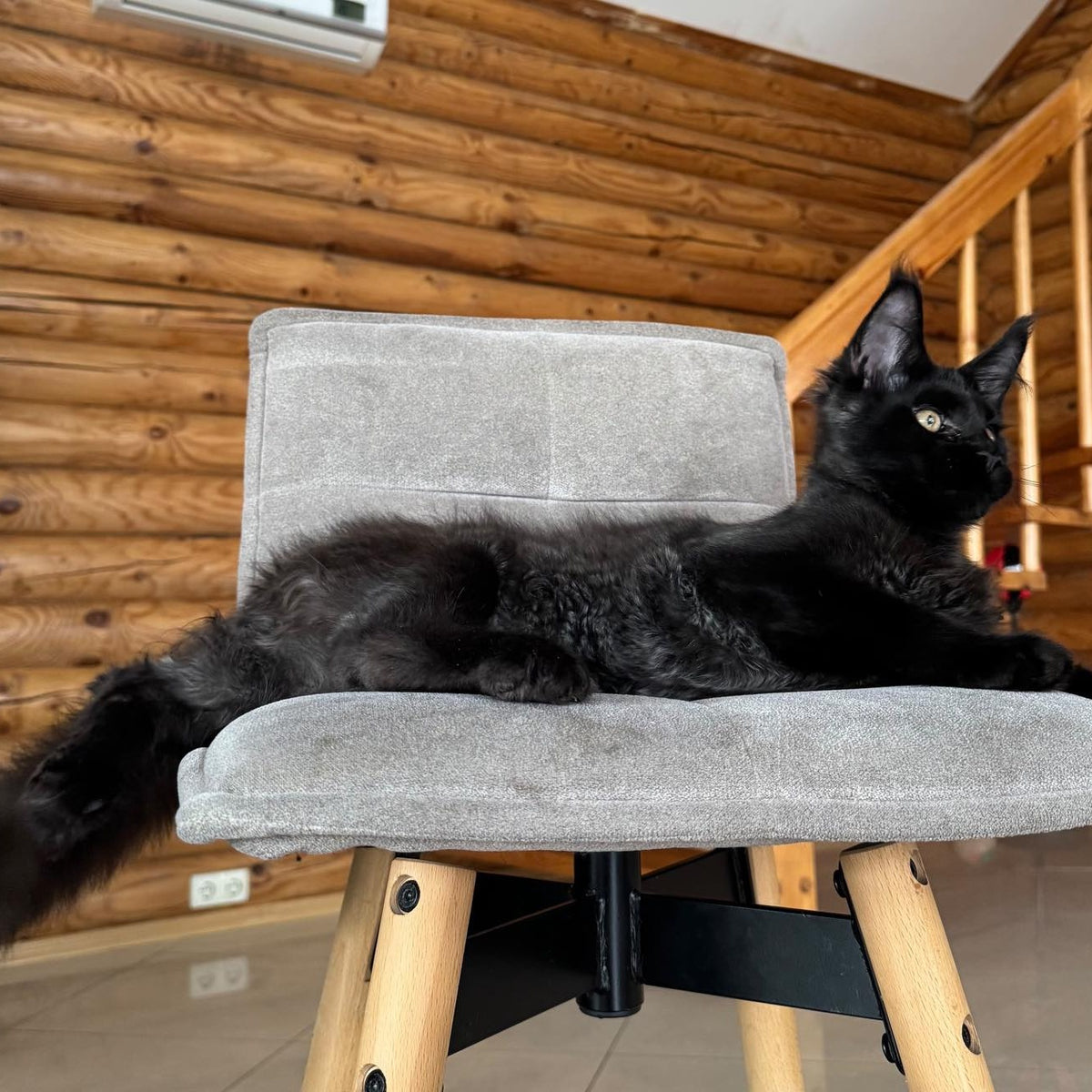 Hermes Maine Coon male, black silver