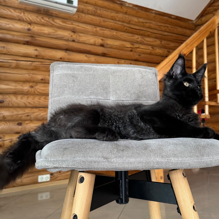 Hermes Maine Coon male, black silver