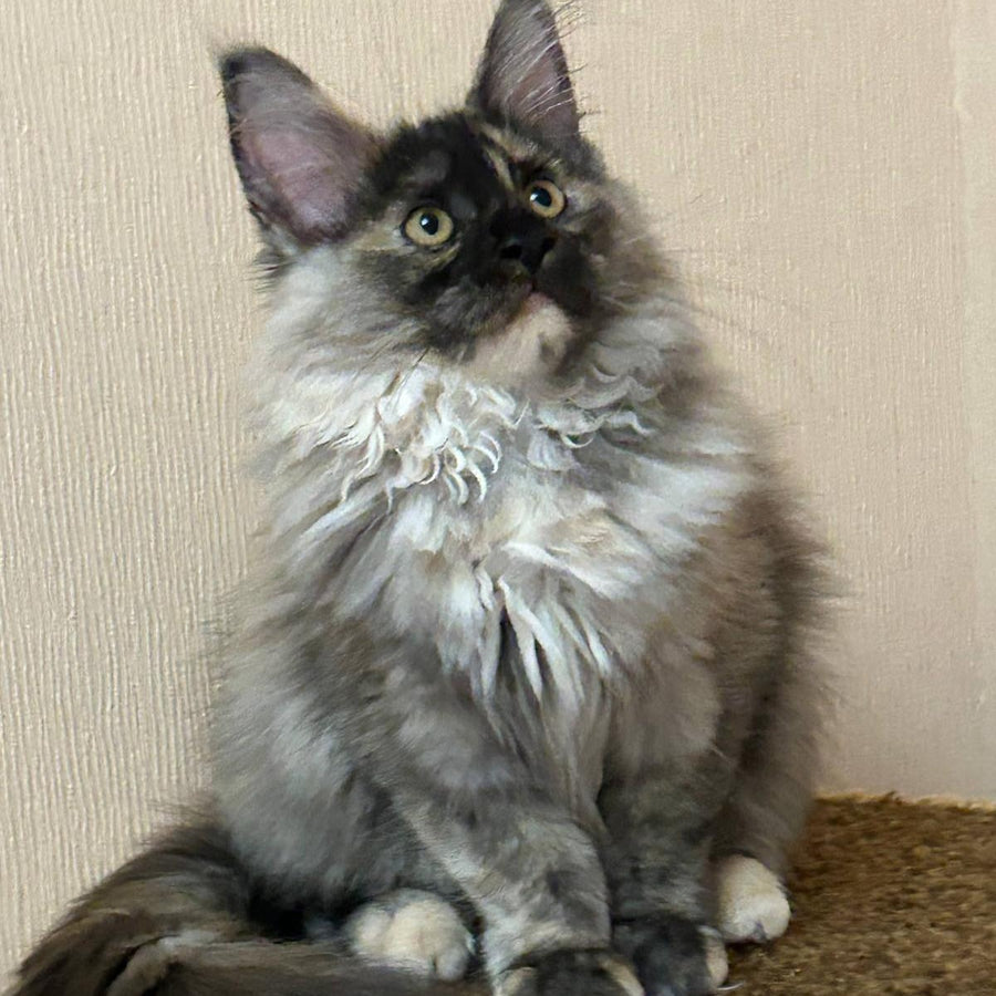 Roxy Maine Coon female, black tortie silver