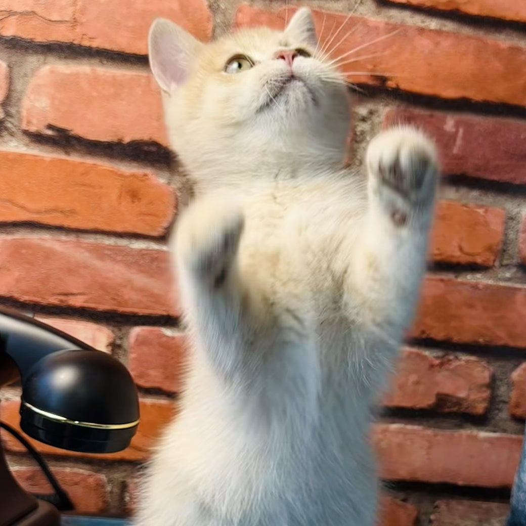 Jin British Shorthair male, blue golden spotted tabby