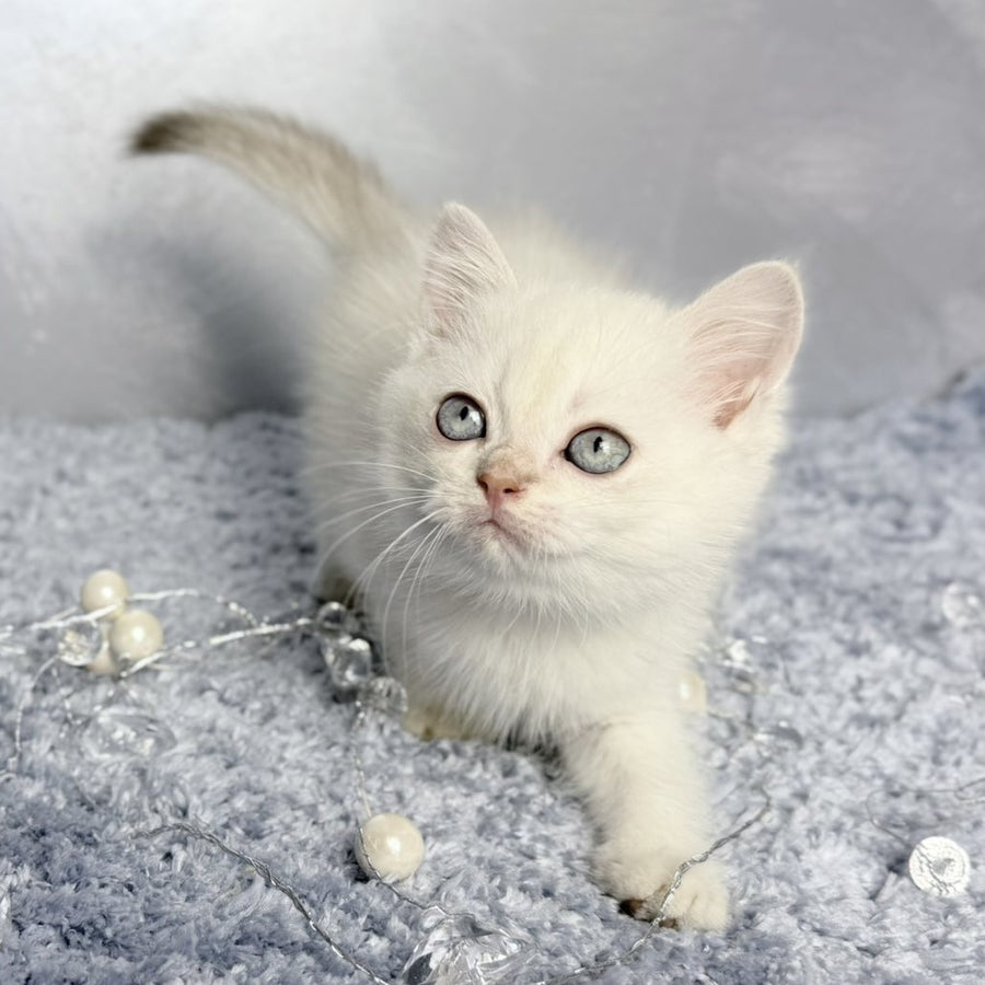 Jordan Scottish Straight female, blue golden shaded pointed