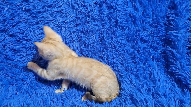Kristen Bengal male black spotted tabby pointed - live animals