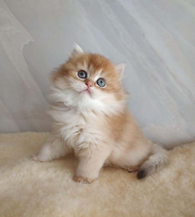 Alan British Longhair female, chocolate golden shaded