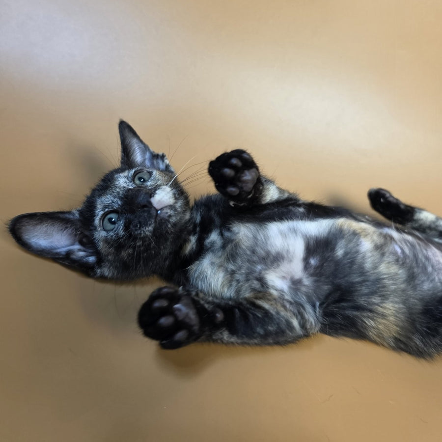 Esmeralda Oriental Shorthair female, black tortie