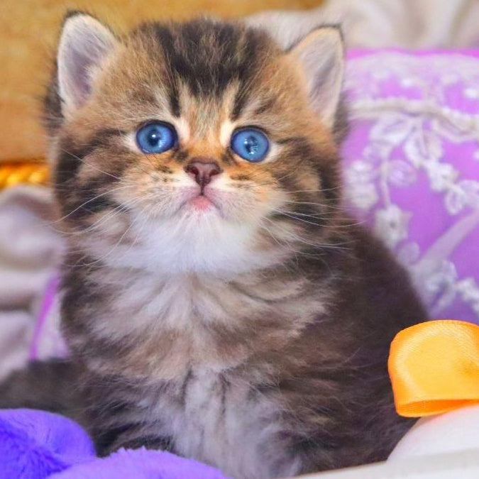 Nestor British Shorthair male, black ticked tabby