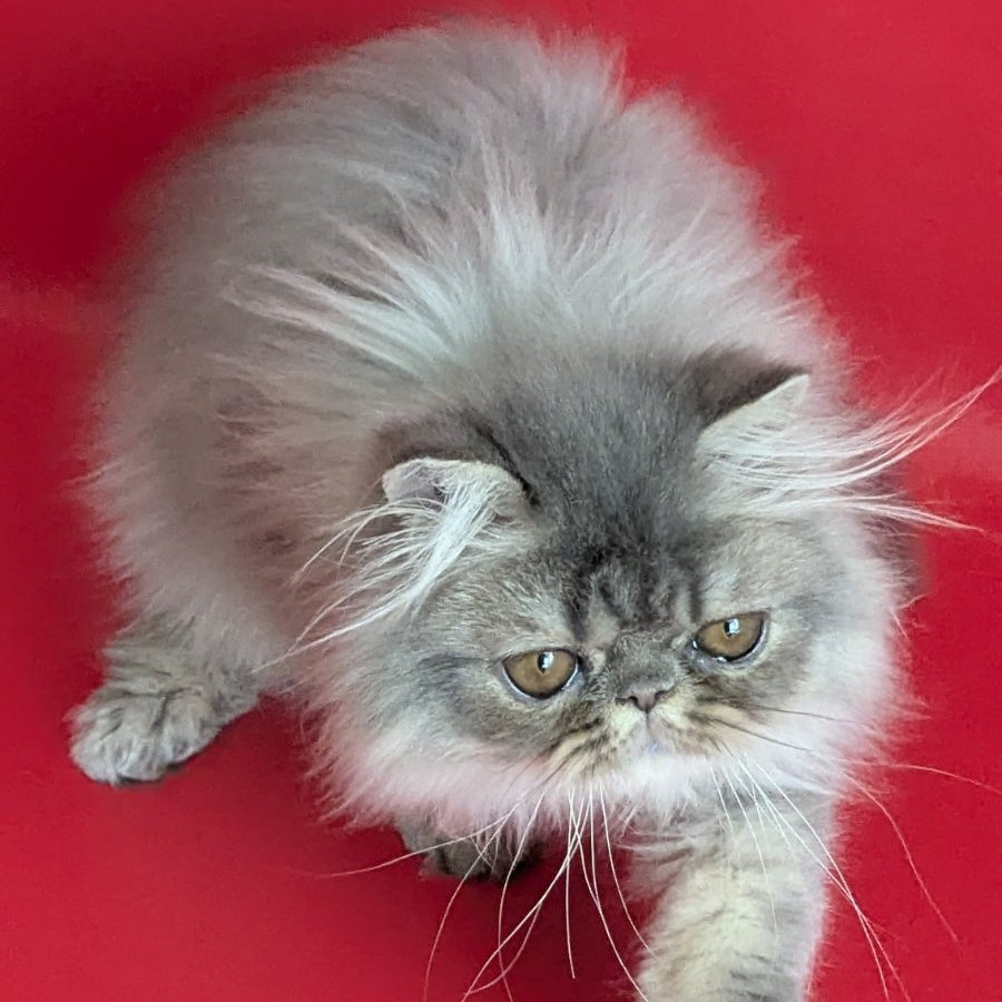 Pavlik Persian male, blue tabby