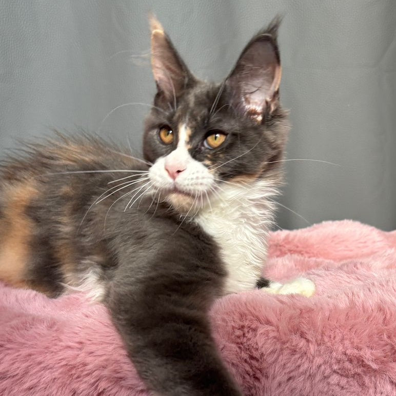 Chloe Maine Coon female, blue tortie bicolour