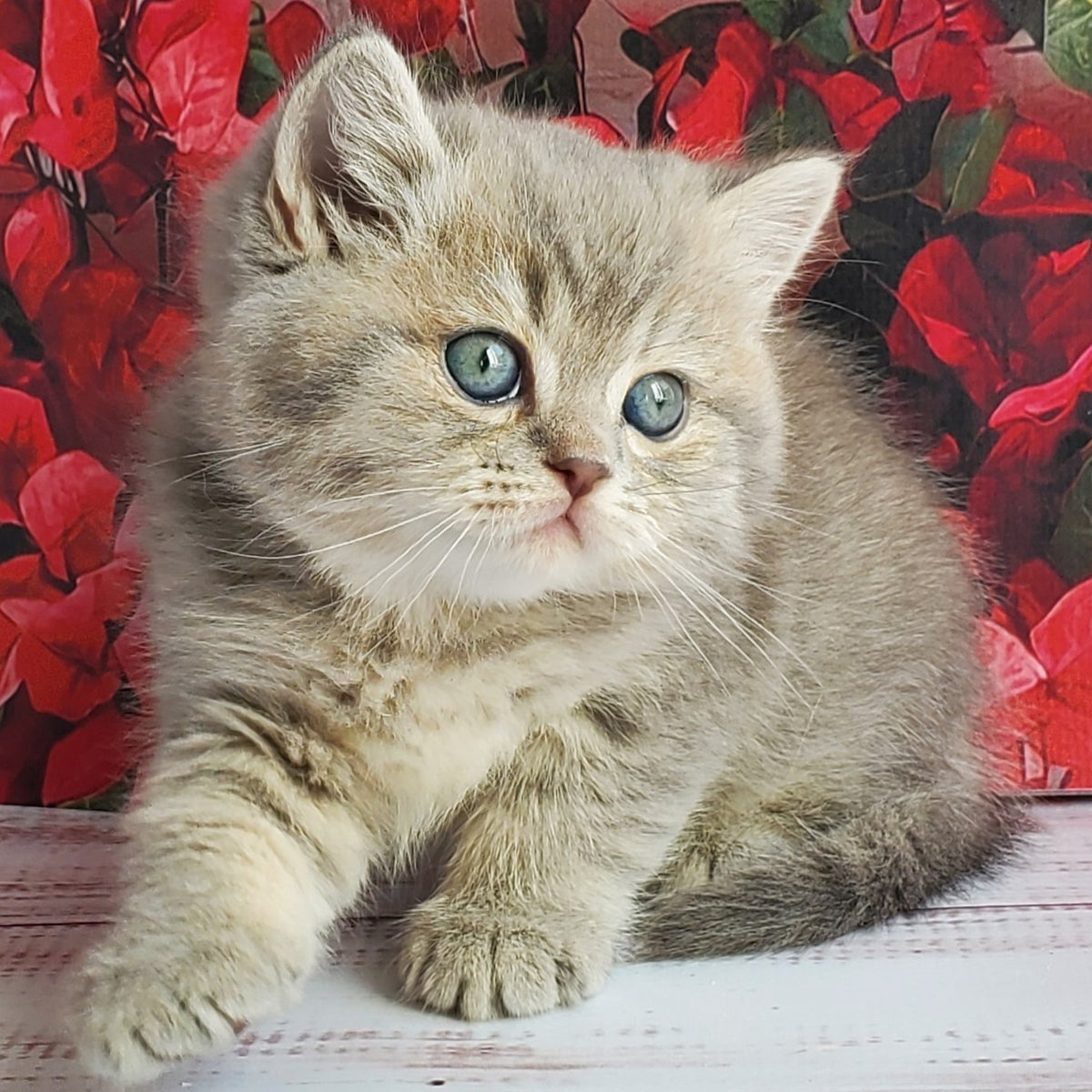 Hugo British Shorthair male, blue golden ticked tabby