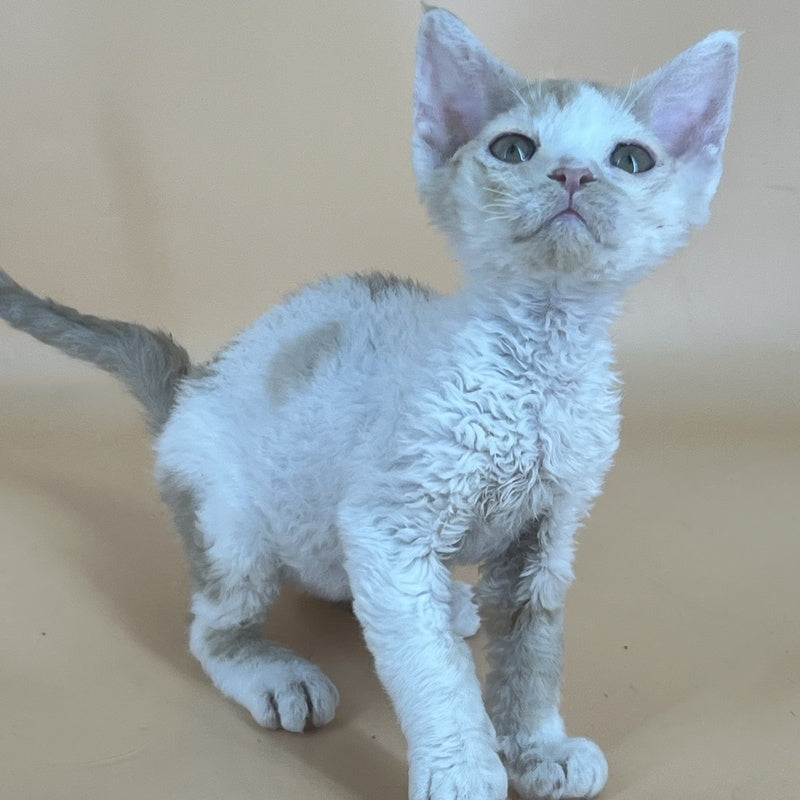Alex Devon Rex male, red harlequin
