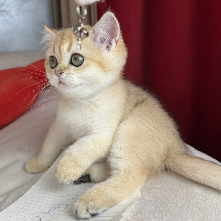 Elvira Scottish Straight female, black golden shaded
