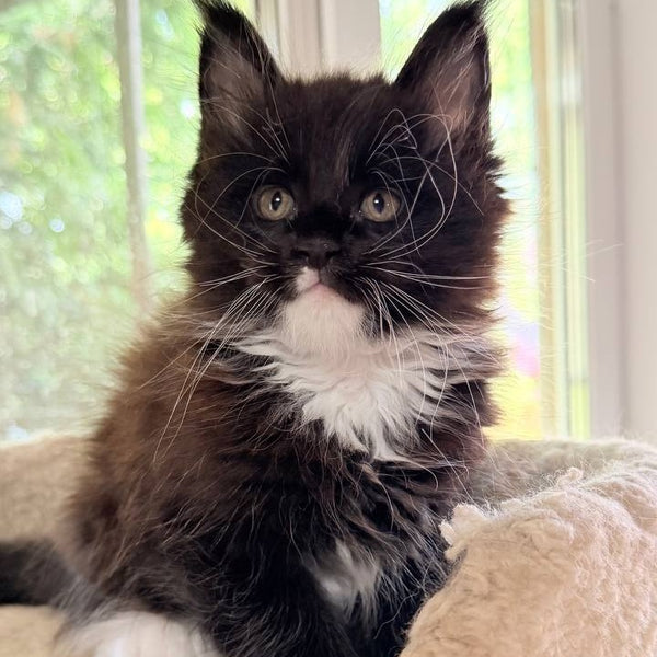 Onyx Maine Coon male, black bicolour