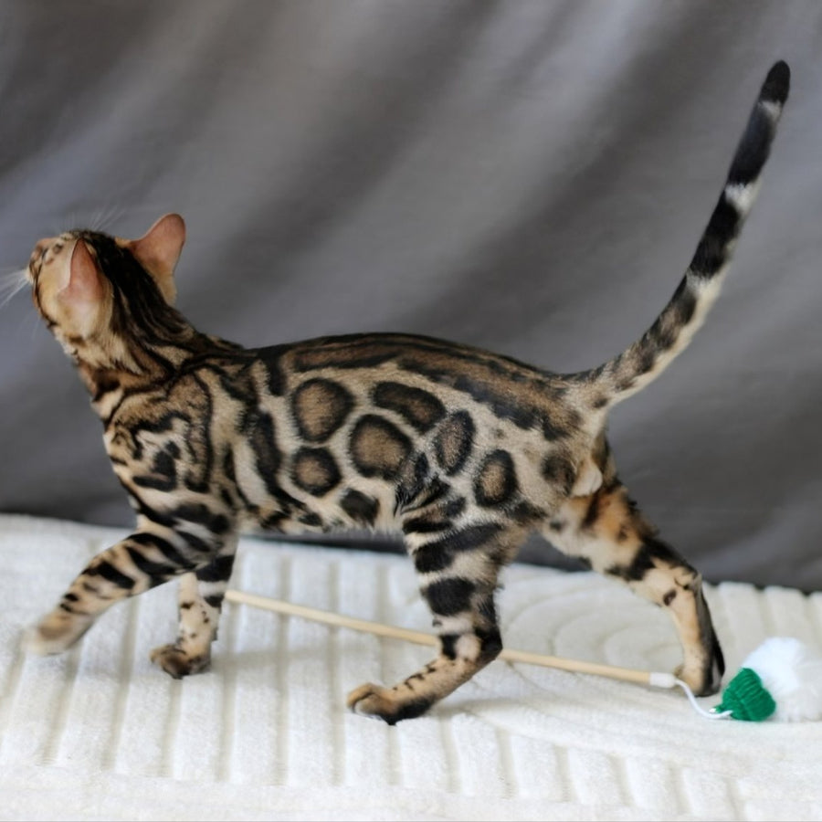 Romeo Bengal male, black spotted tabby
