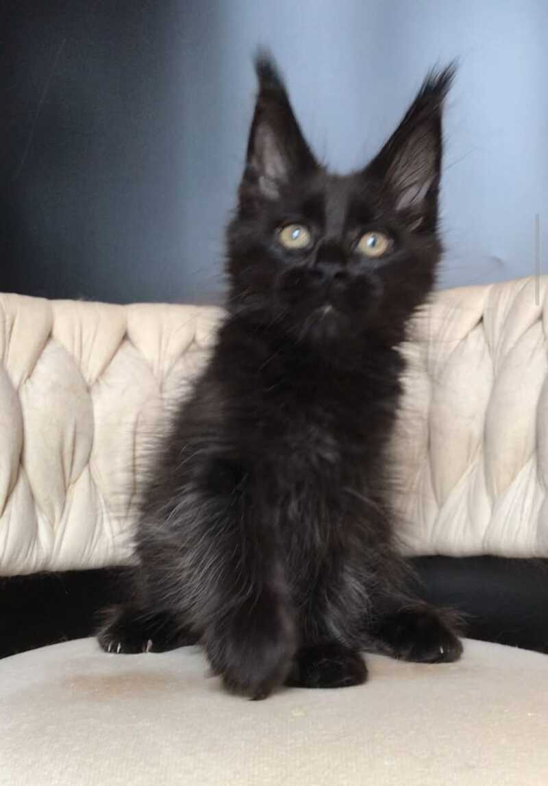 Vlastelina Maine Coon female black - live animals