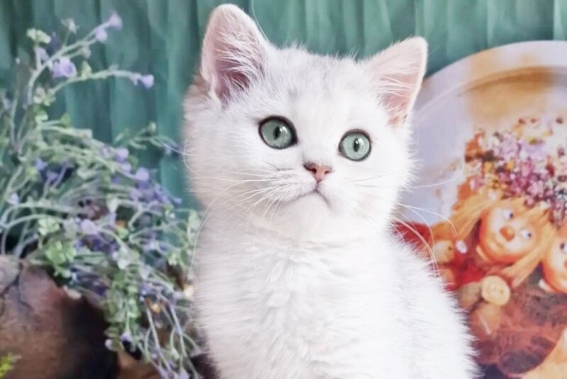 Arisha British Shorthair female, black silver shaded