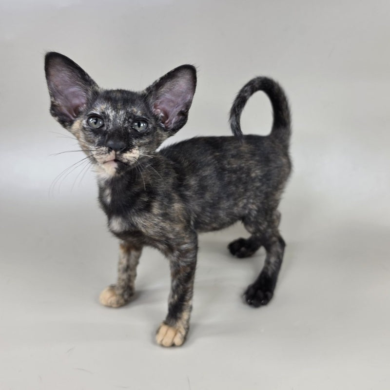 Xandra Oriental Shorthair female, chocolate tortie