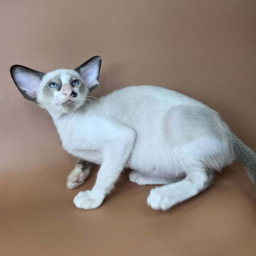 Ivory Siamese female, black bicolour