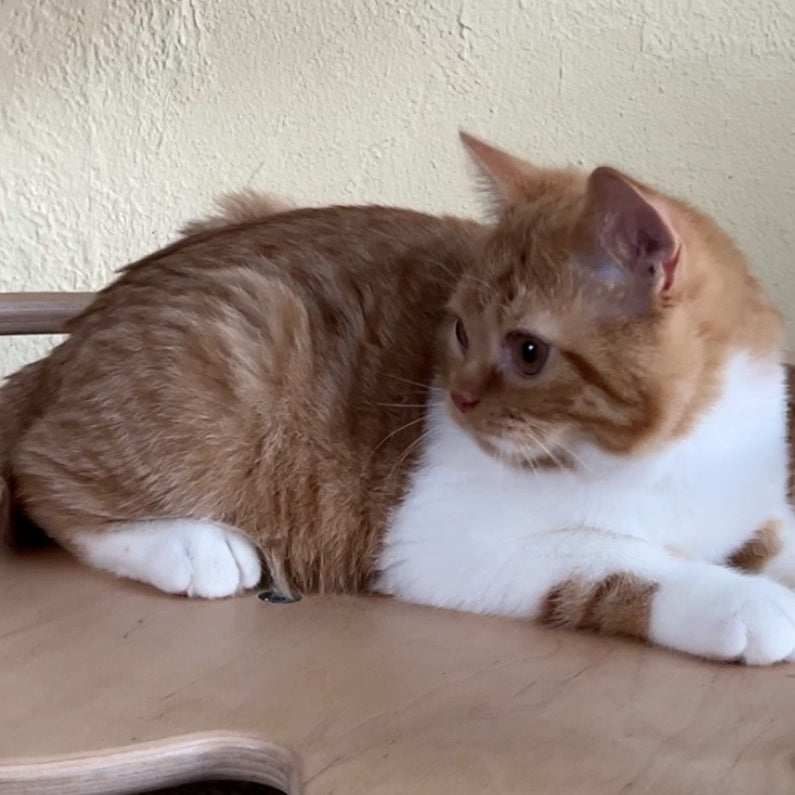 Demian British Shorthair male, red bicolour